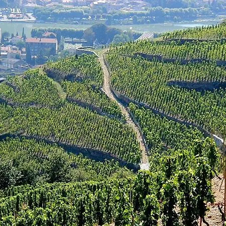 Abricotier 아파트 Crozes-Hermitage